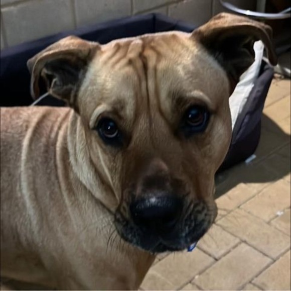 Meet your Posher, Georgina - Picture 1 of 1